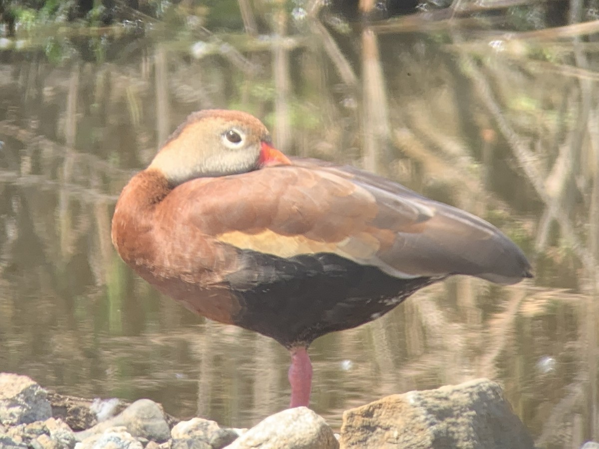 Black-bellied Whistling-Duck - David Bernstein