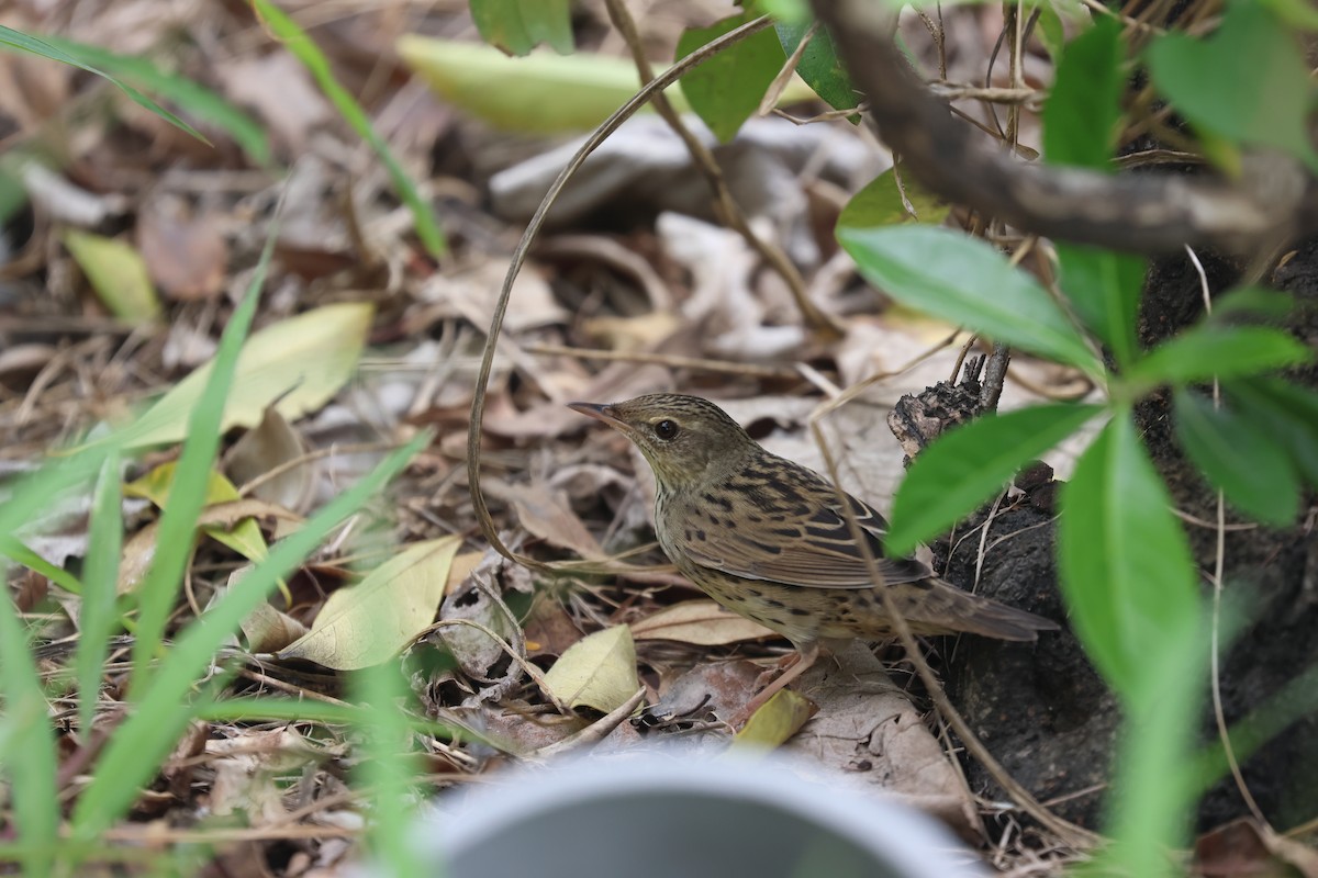 Lanceolated Warbler - ML619396162