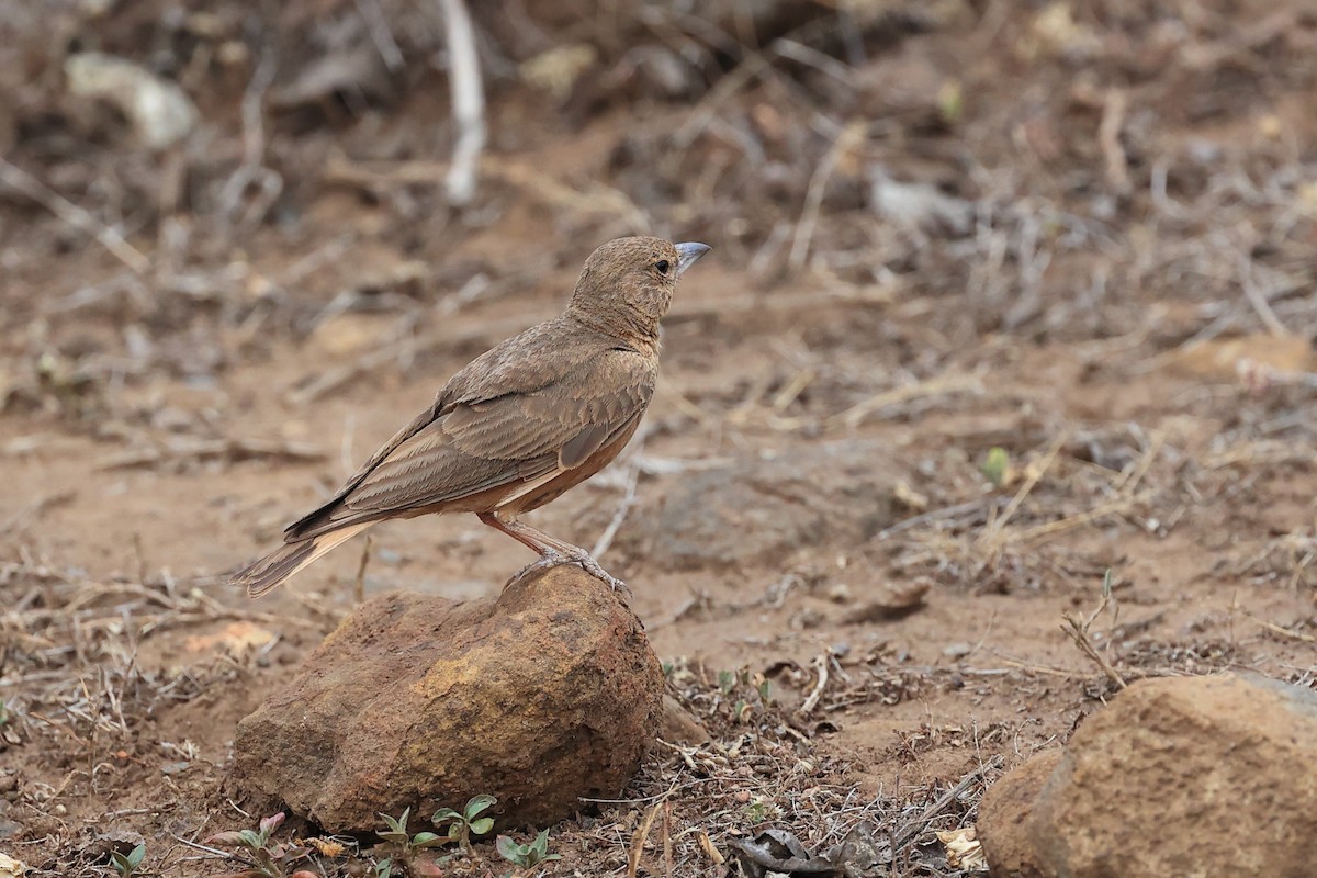 Rufous-tailed Lark - Abhishek Shroti