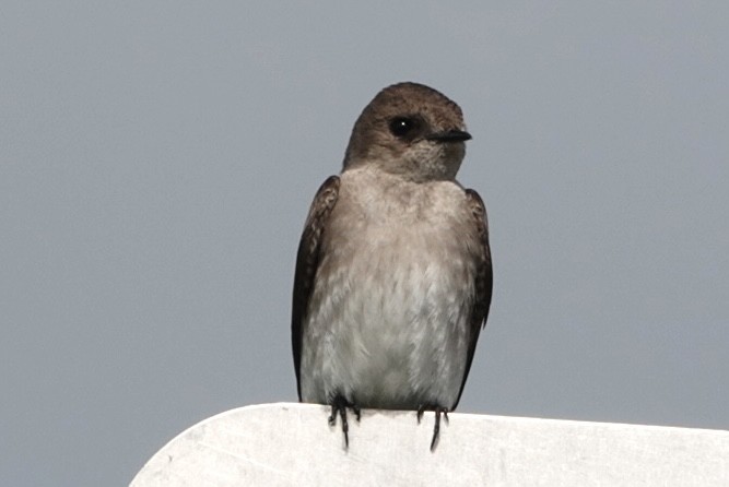 Northern Rough-winged Swallow - Adrian Fenton