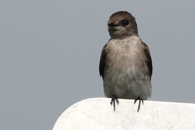 Northern Rough-winged Swallow - Adrian Fenton