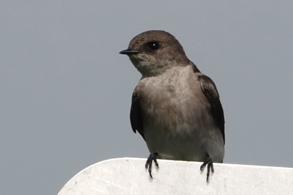 Northern Rough-winged Swallow - Adrian Fenton