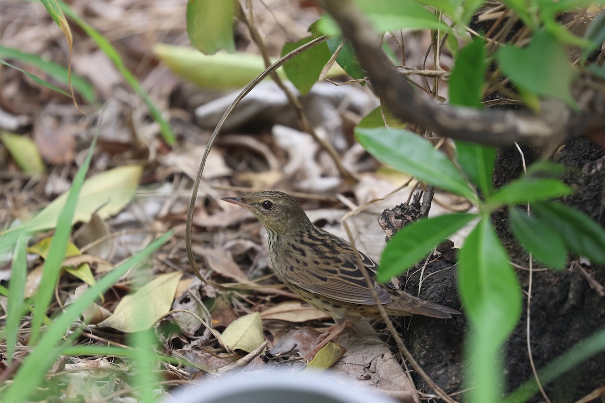 Lanceolated Warbler - ML619396179