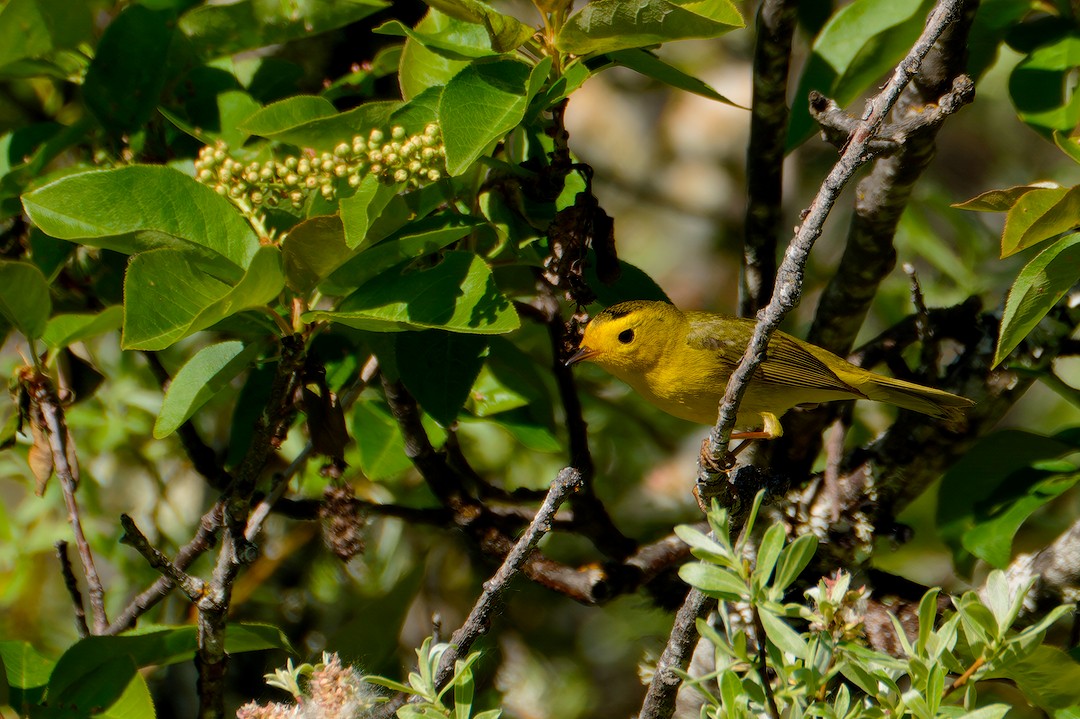 Wilson's Warbler - CJ FLICK