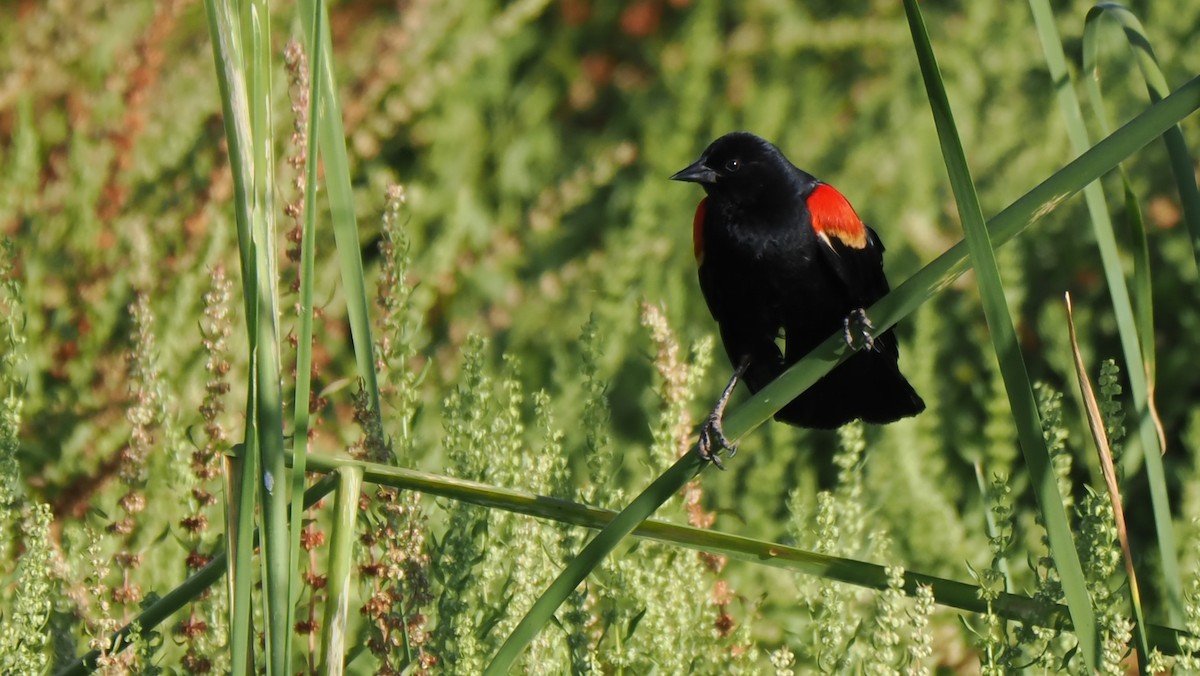 Red-winged Blackbird - Rob Torres