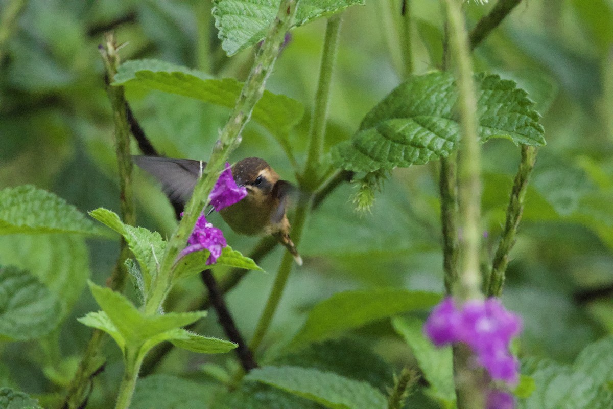 Stripe-throated Hermit - allie bluestein