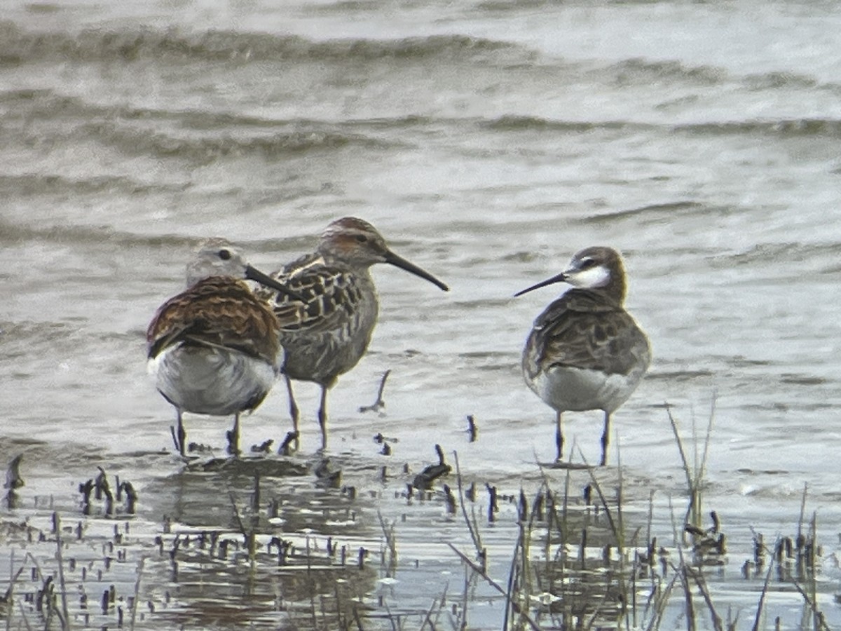 Stilt Sandpiper - Eric Heisey