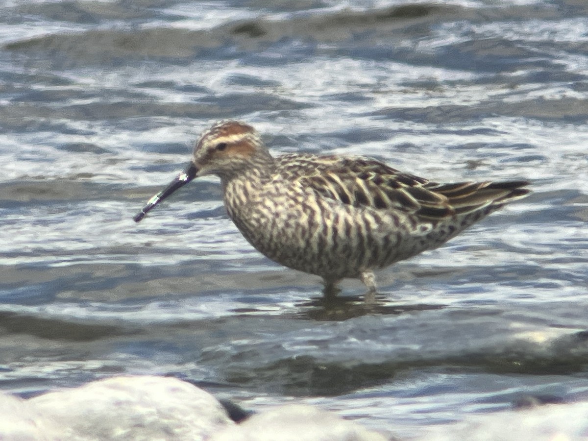 Stilt Sandpiper - Eric Heisey