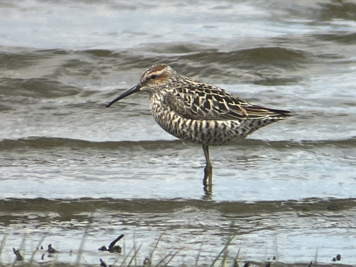 Stilt Sandpiper - Eric Heisey