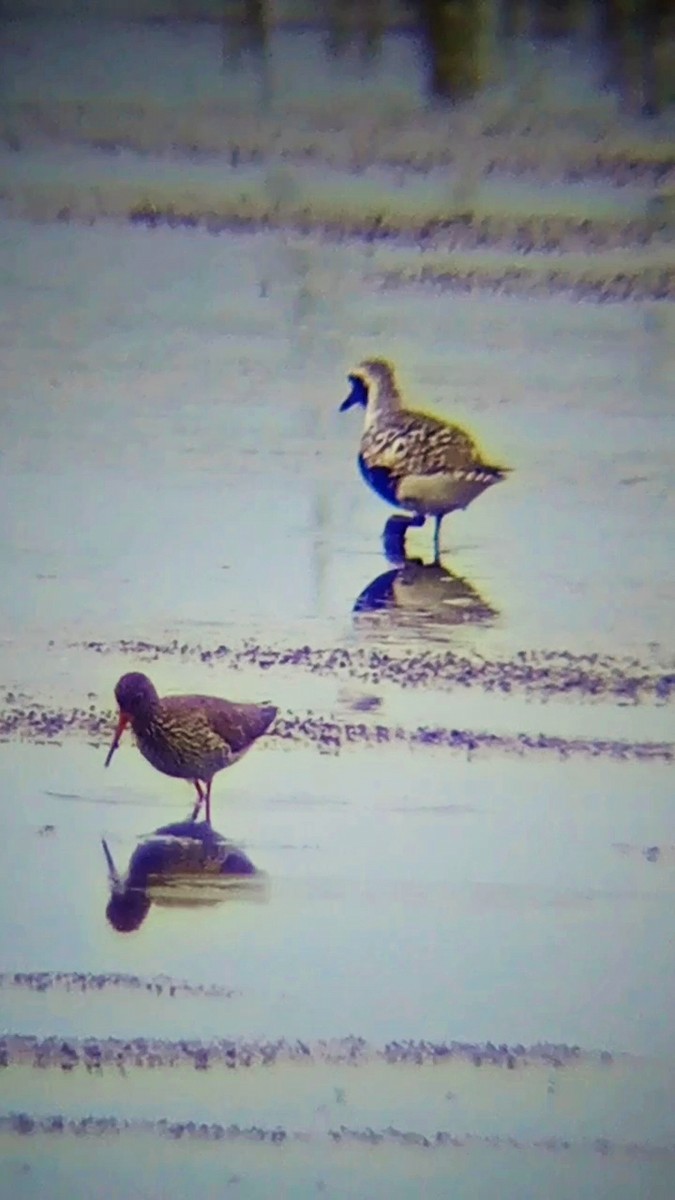 Common Redshank - Laurent Pascual-Le Tallec