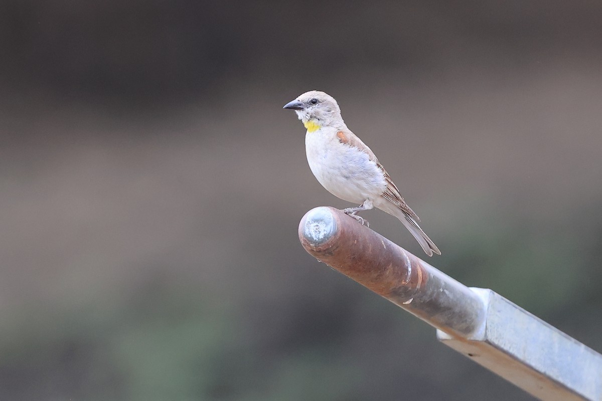 Yellow-throated Sparrow - Abhishek Shroti