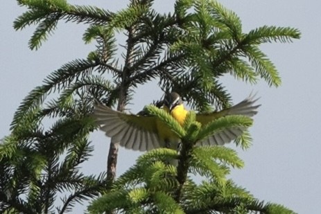 Yellow-breasted Chat - Adrian Fenton