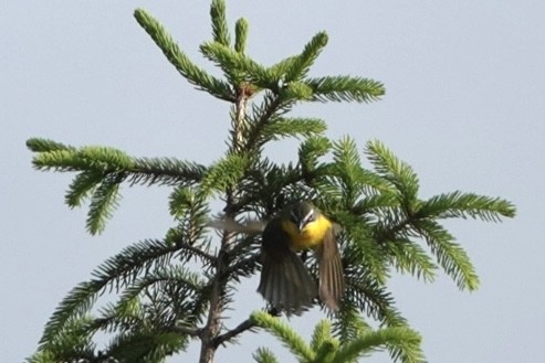 Yellow-breasted Chat - ML619396231