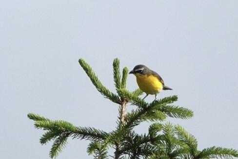 Yellow-breasted Chat - Adrian Fenton