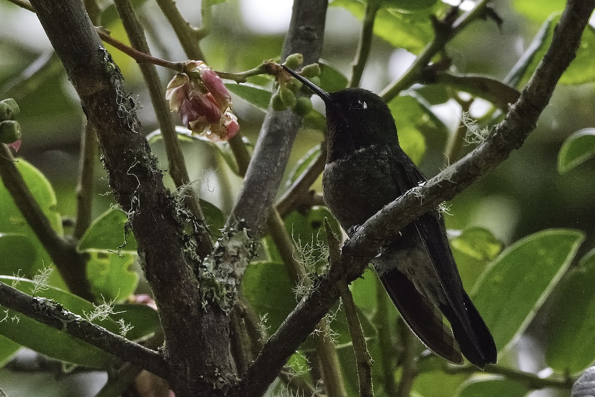 Colibrí Gorjiamatista (grupo clarisse) - ML619396234