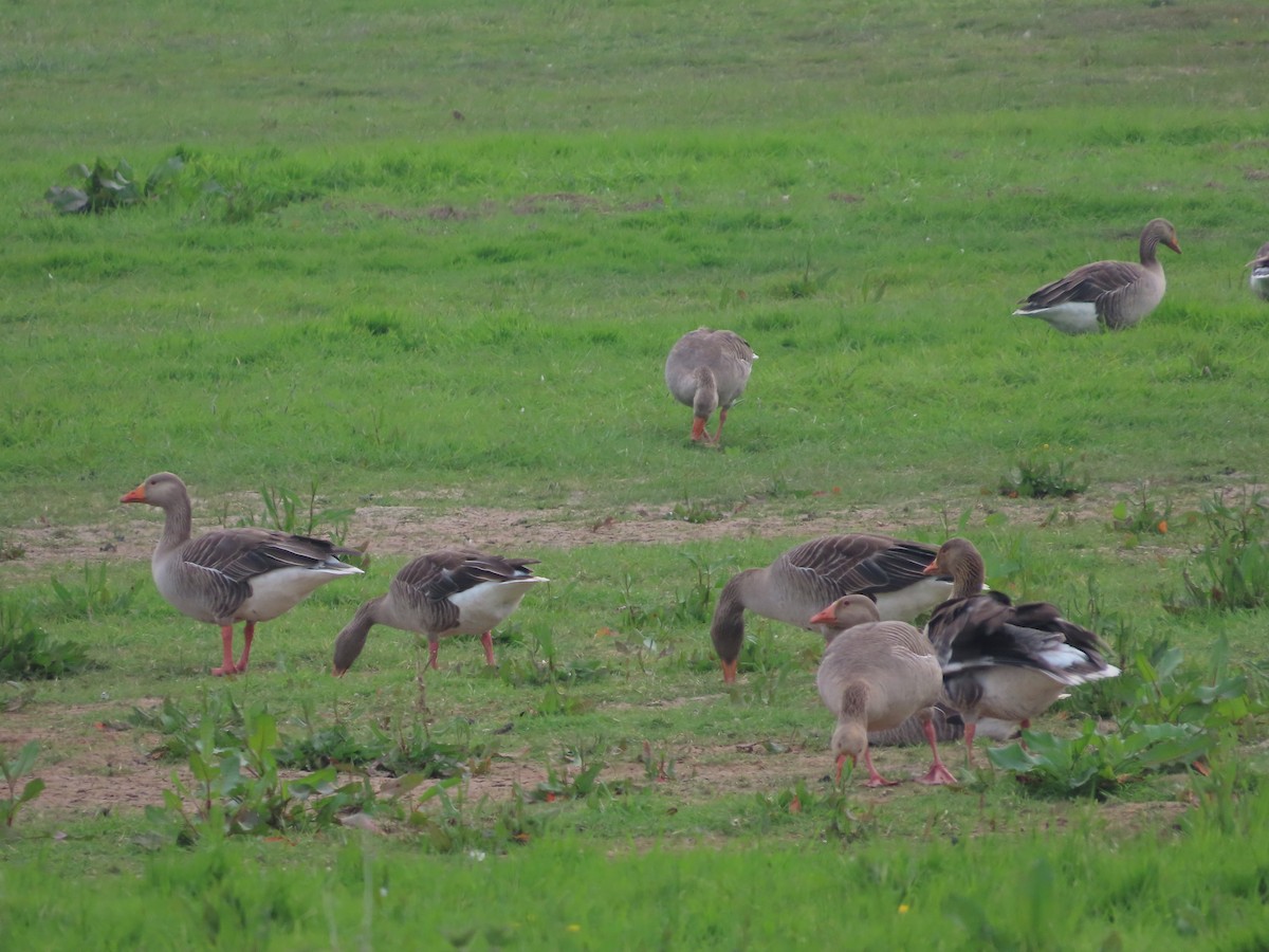 Graylag Goose - christopher stuart elmer