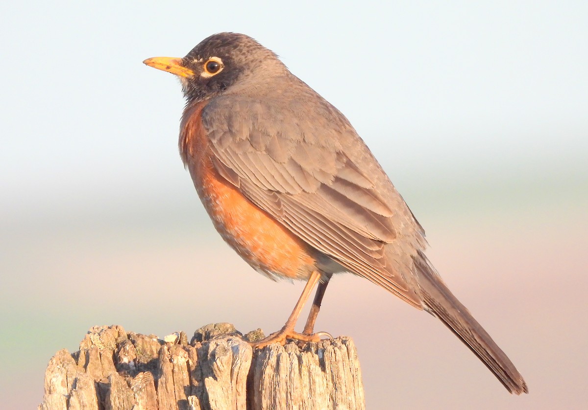 American Robin - Diana LaSarge and Aaron Skirvin