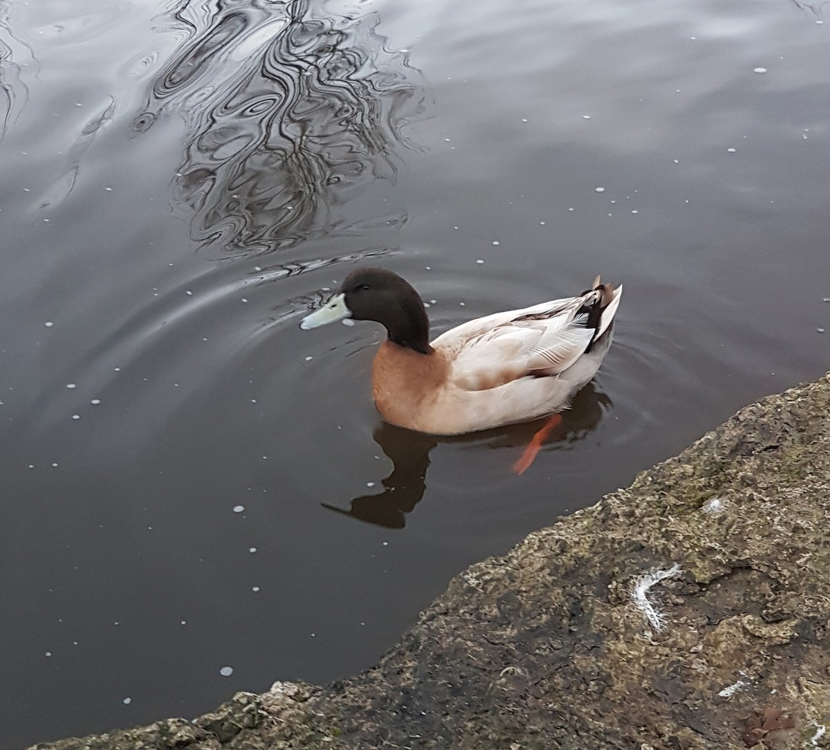 Mallard (Domestic type) - A Emmerson