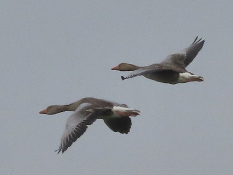 Graylag Goose - christopher stuart elmer