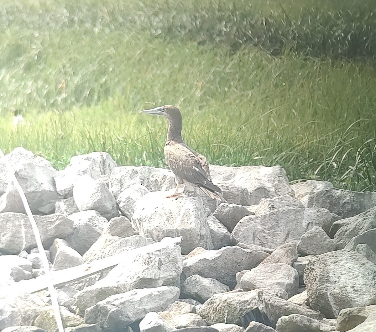 Brown Booby - Wyatt Egelhoff