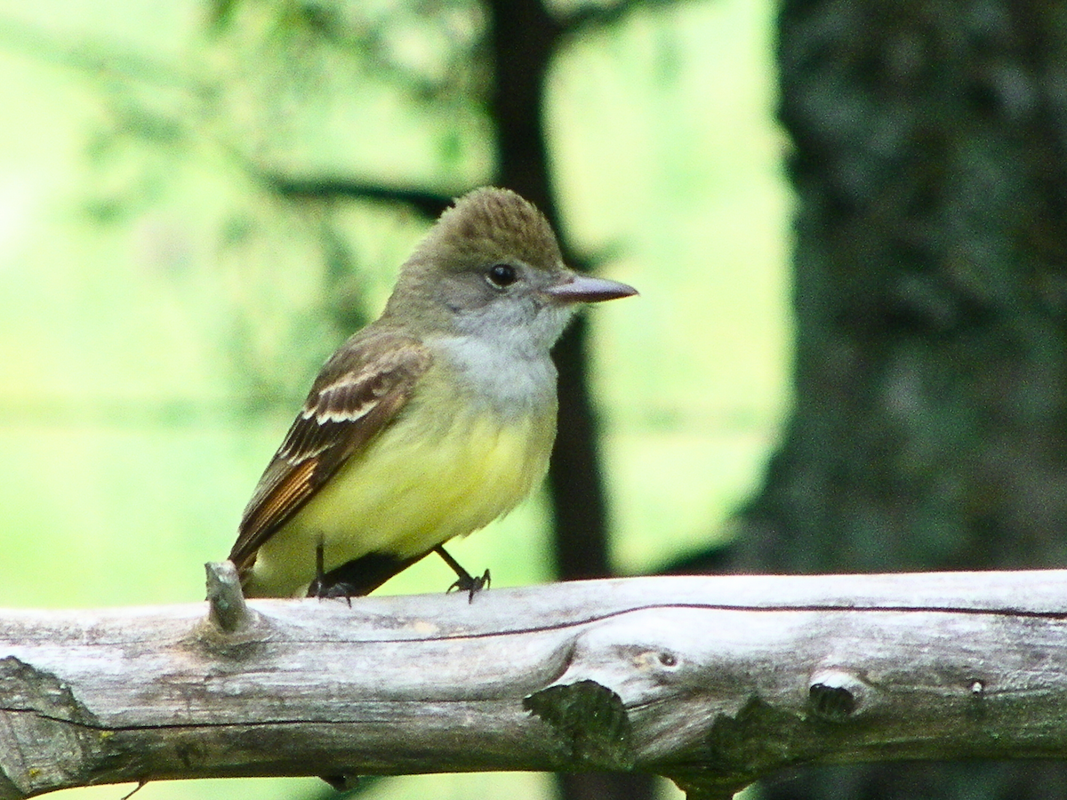 Great Crested Flycatcher - Khloe Campbell