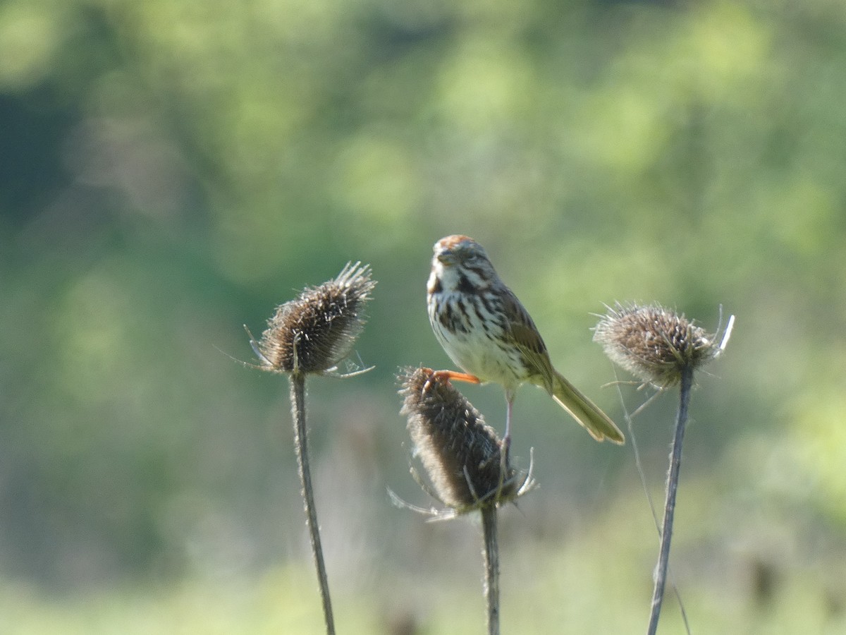 Song Sparrow - ML619396270