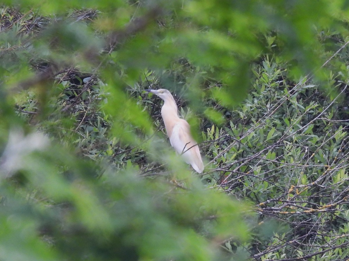 Squacco Heron - ML619396275