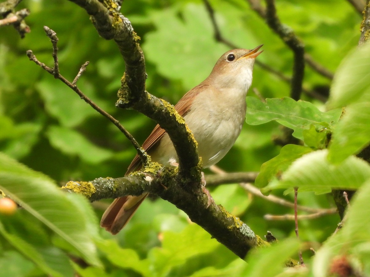 Common Nightingale - Siniša Vodopija
