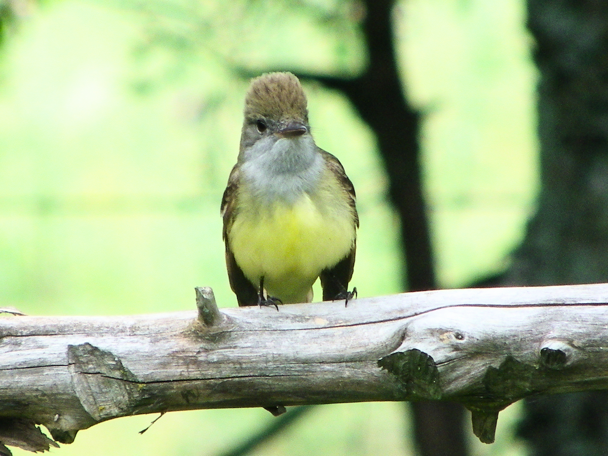 Great Crested Flycatcher - Khloe Campbell