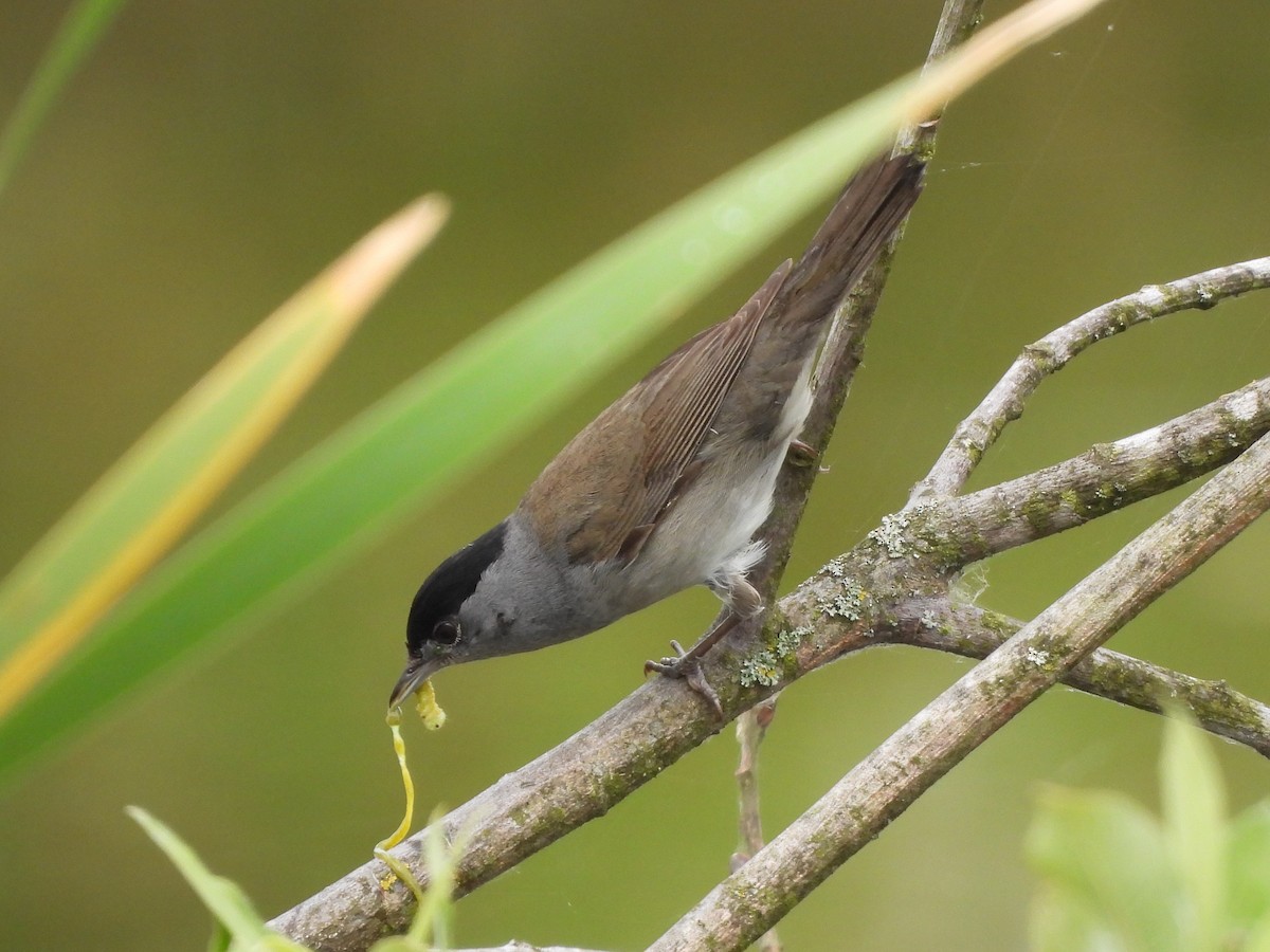 Eurasian Blackcap - ML619396293