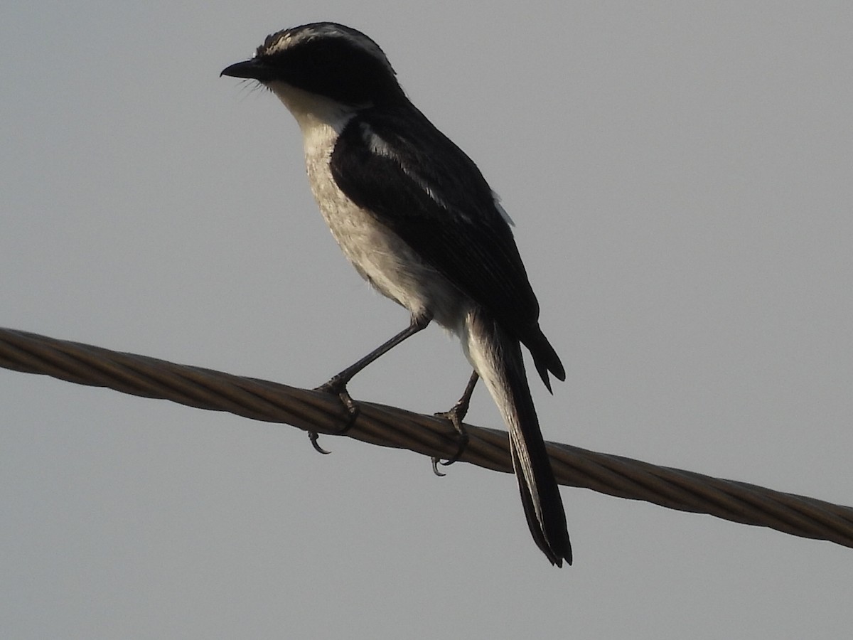 Gray Bushchat - Chethan Krishnan