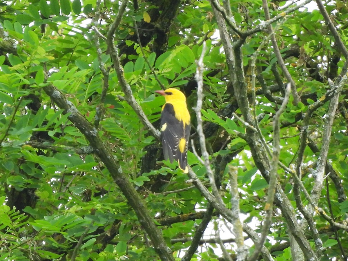 Eurasian Golden Oriole - ML619396305