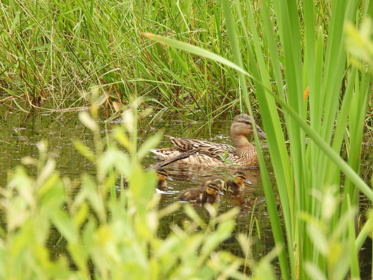 Mallard - ML619396306