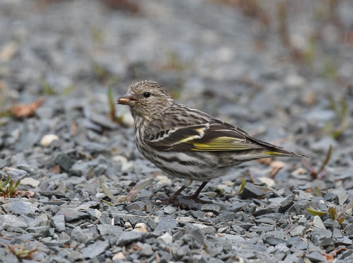 Pine Siskin - Denise  McIsaac