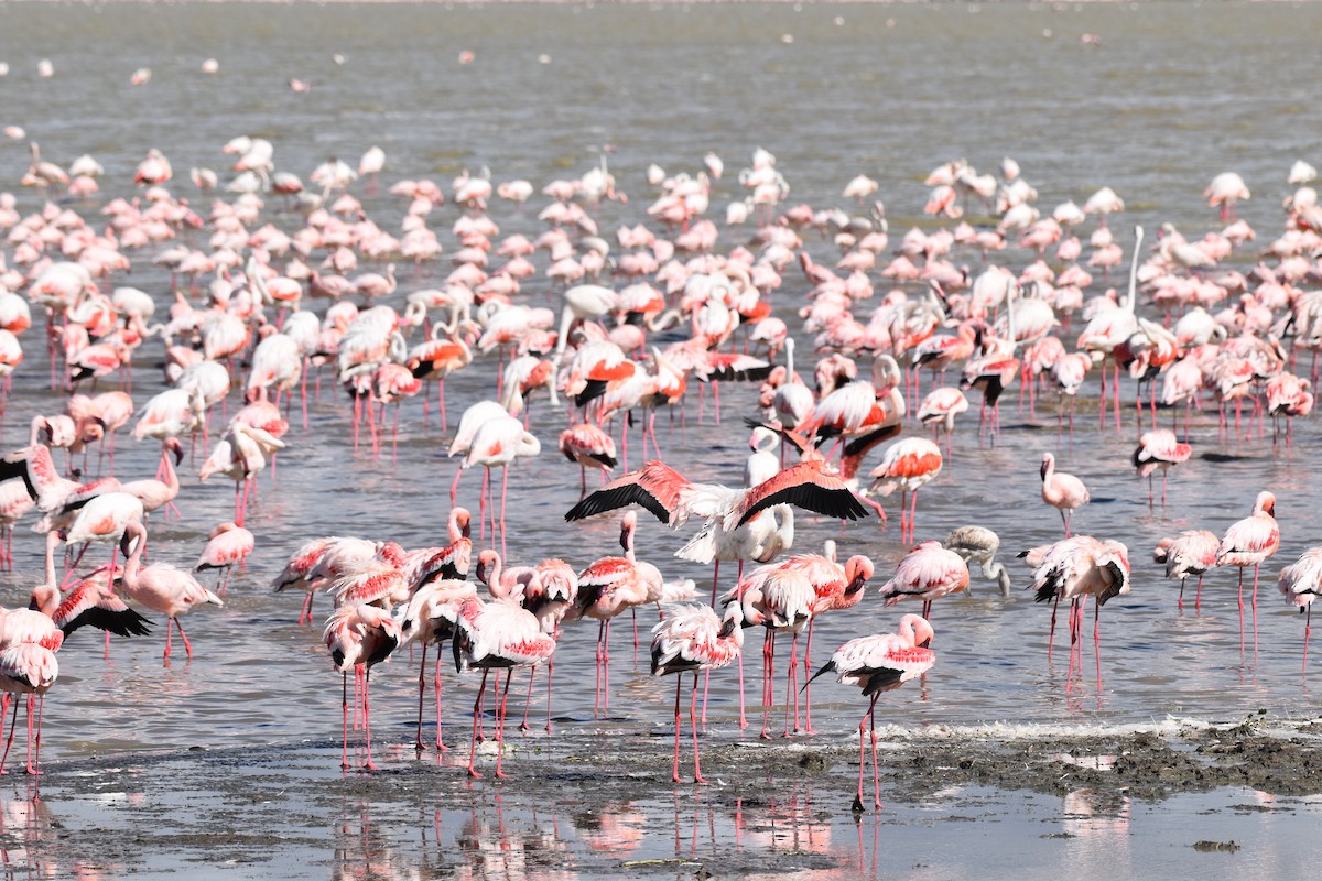 Greater Flamingo - Chris Kieu