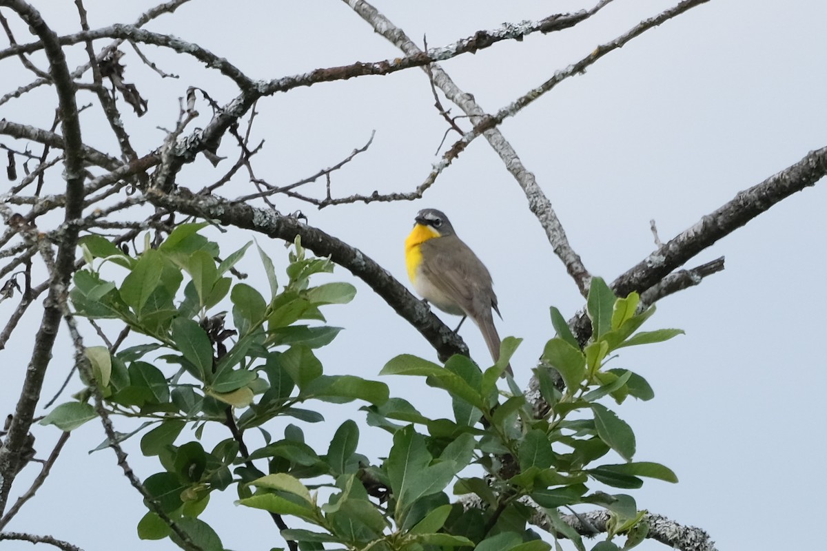 Yellow-breasted Chat - Alex Leeder