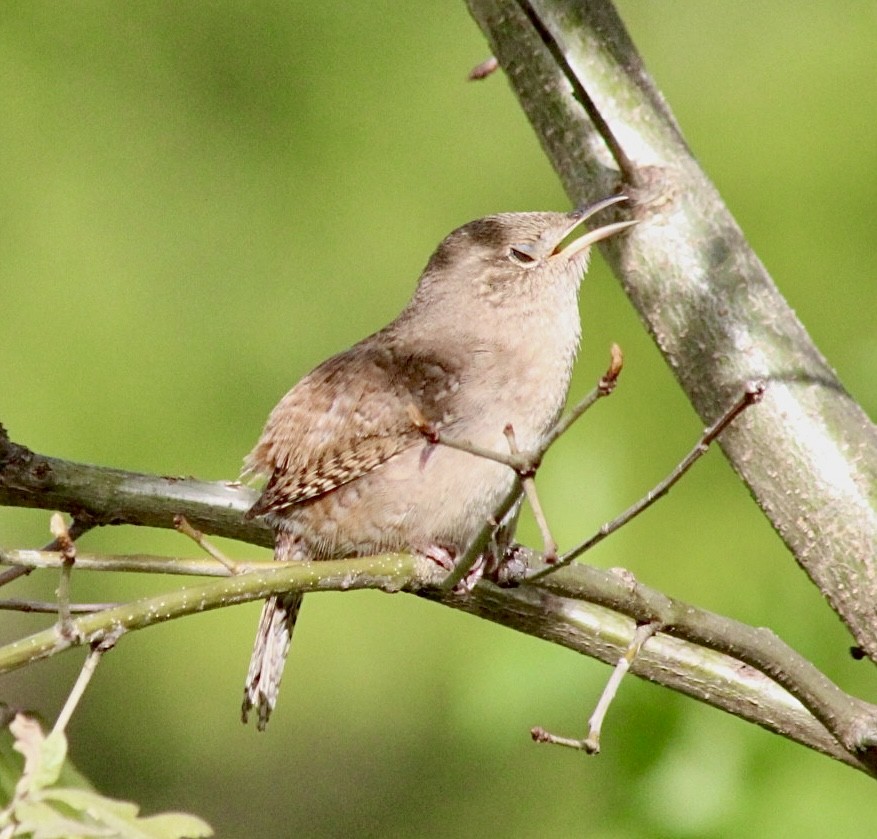 House Wren (Northern) - Adrien C