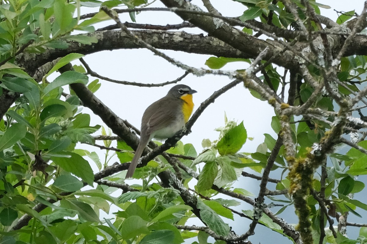 Yellow-breasted Chat - ML619396360