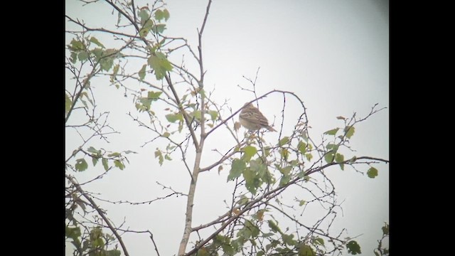 Pipit des arbres - ML619396362