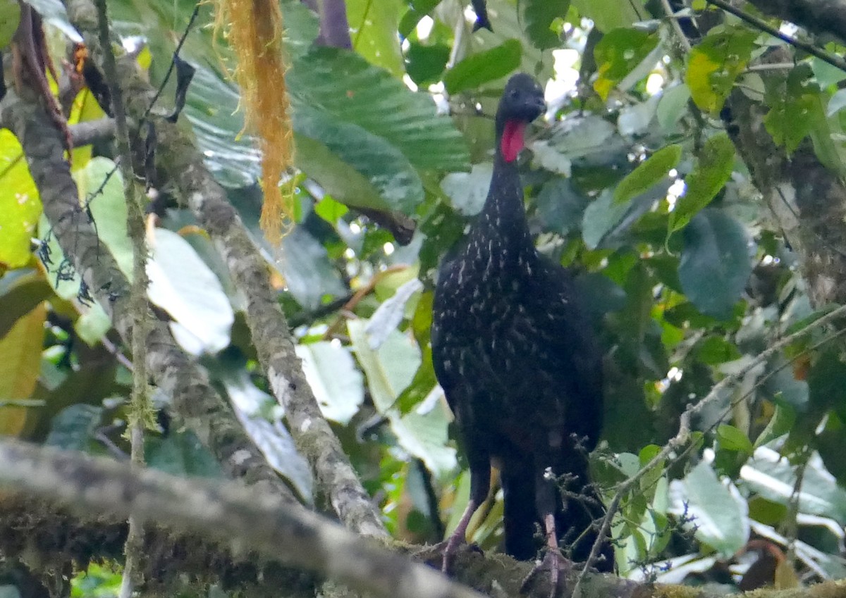 Crested Guan - Pierre Bonmariage