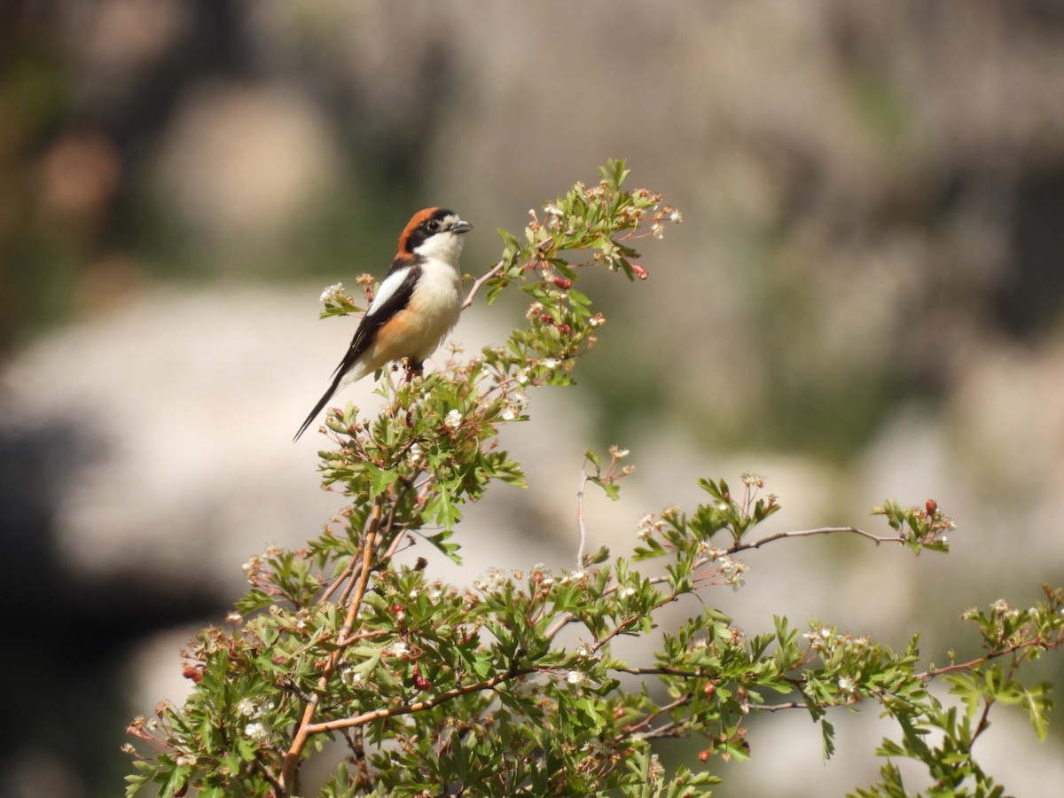 Woodchat Shrike - Derek Etherton