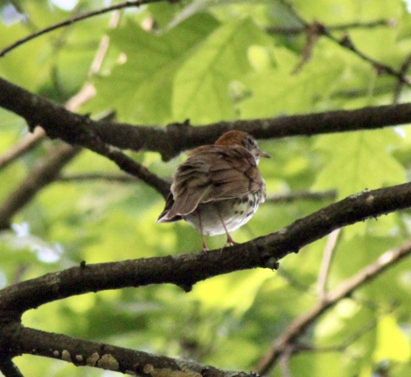 Wood Thrush - Adrien C