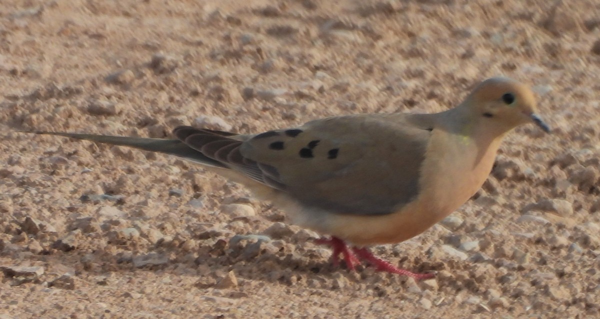 Mourning Dove - Mark Romero