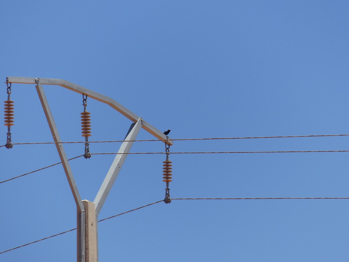 White-crowned Wheatear - ML619396379