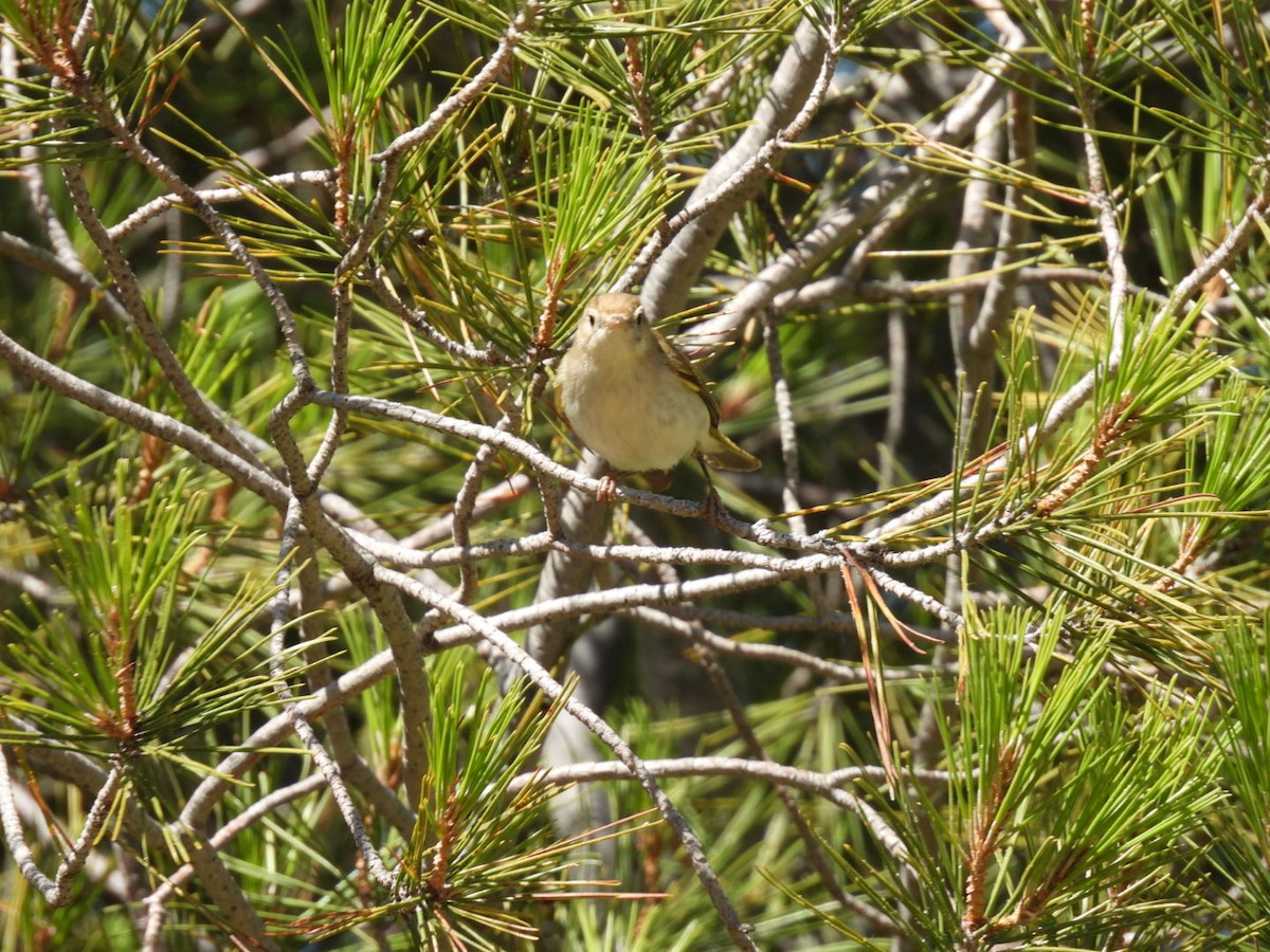 Western Bonelli's Warbler - Derek Etherton