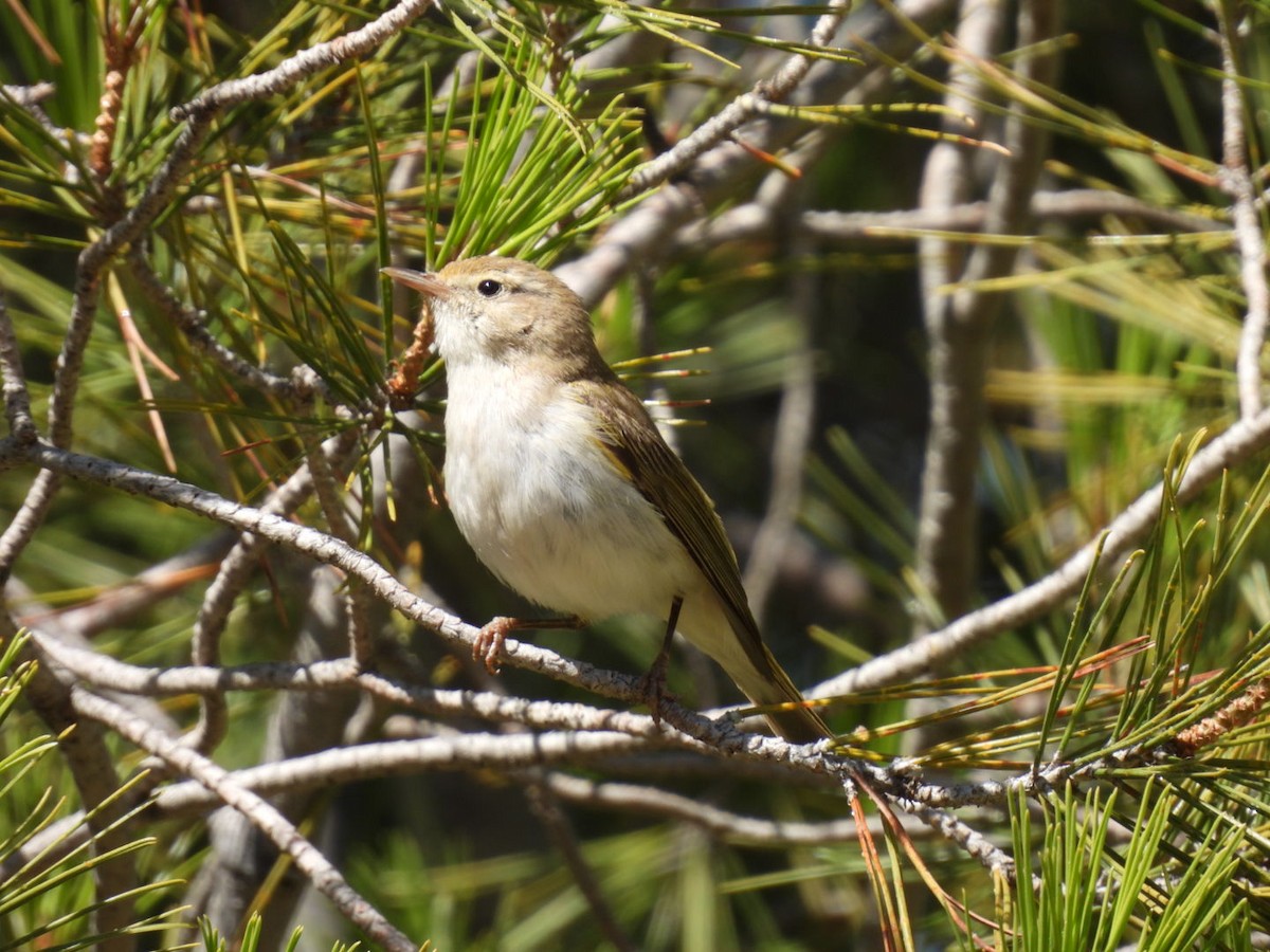 Western Bonelli's Warbler - Derek Etherton