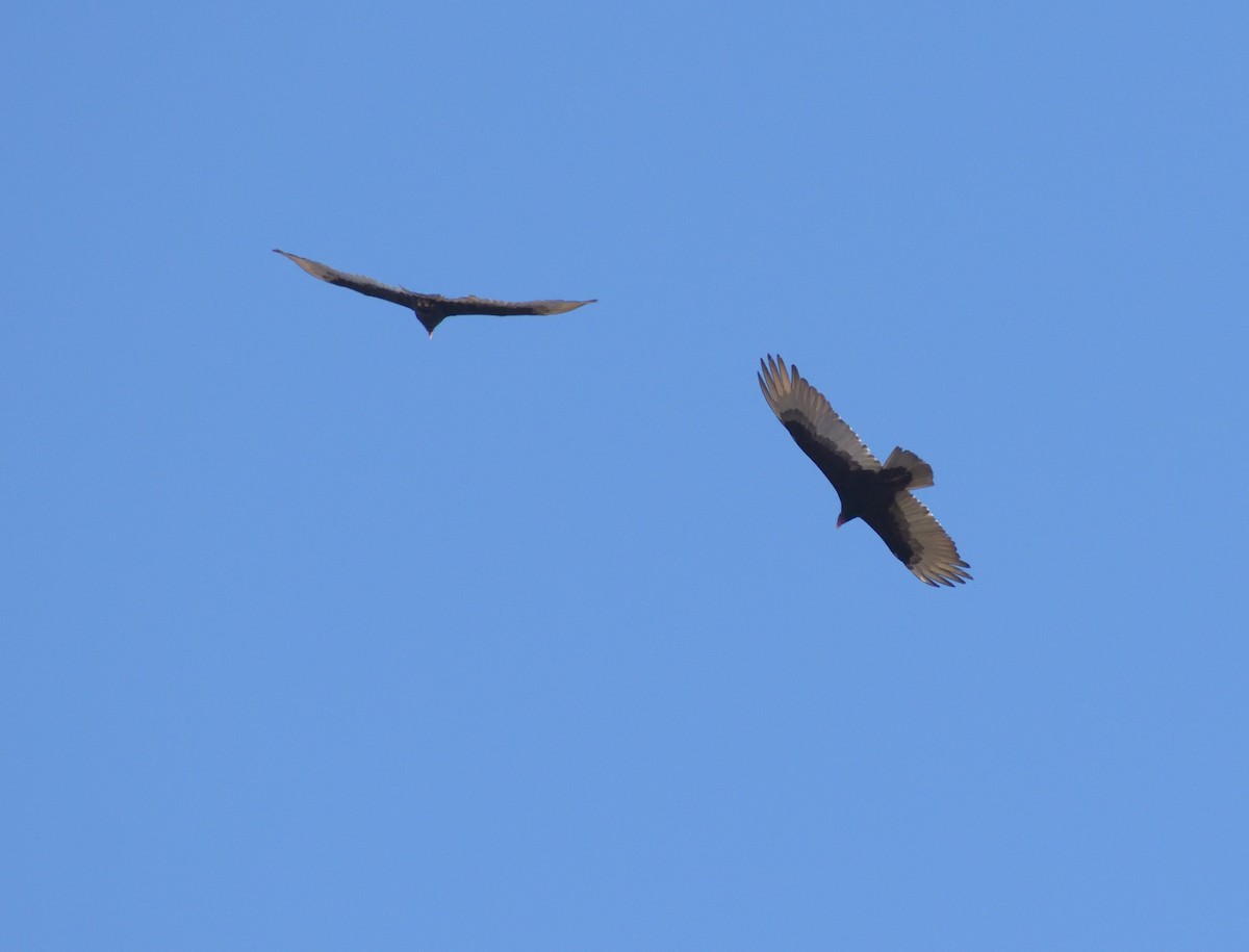 Turkey Vulture - Robert Tonge