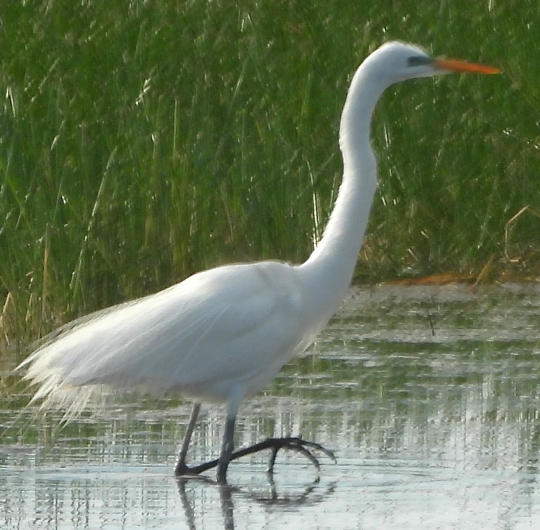 Great Egret - Mark Romero