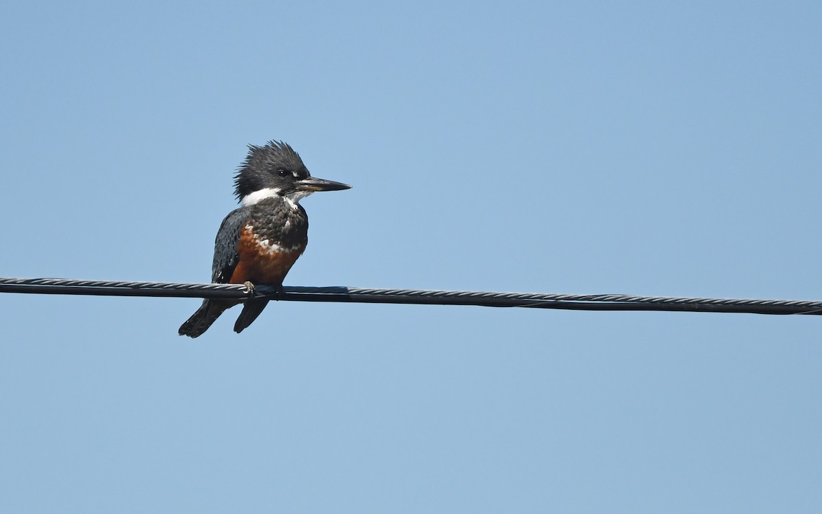 Ringed Kingfisher (Patagonian) - Christoph Moning