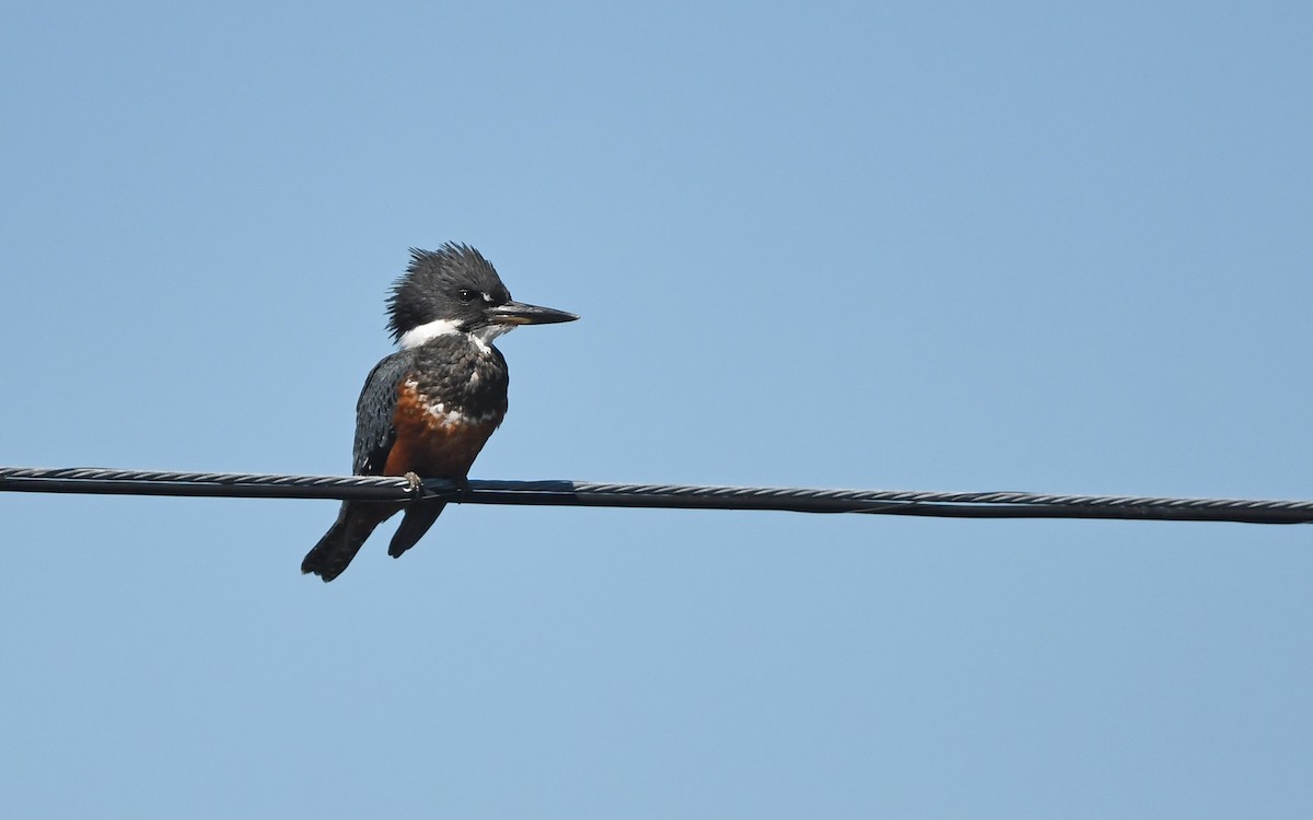 Ringed Kingfisher (Patagonian) - Christoph Moning